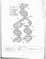 Dna Replication Worksheet Worksheets Coloring Drawing Answer Biology Key Model Color Answers Molecule Structure Template Pages Printable Getdrawings Ladder Technology sketch template
