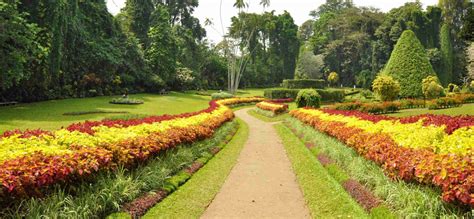 royal botanical gardens peradeniya royal botanical gardens peradeniya