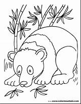 Coloring Pages Bamboo Panda Bear Cute Getdrawings Forest Getcolorings Colorings sketch template