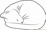 Cat Sleeping Coloring Coloringpages101 Pages Color sketch template