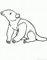Anteater Coloring Pages sketch template