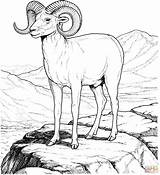 Sheep Coloring Bighorn Pages Mountain Rocky Printable Dall Colorado Animal Drawing Color Supercoloring Colouring Books Adult Sheets Kids Animals Outline sketch template