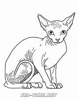 Sphynx sketch template