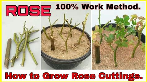 easy   grow rose  cutting   grow rose  stem youtube