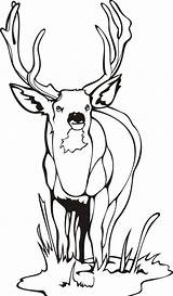 Deer Coloring Pages Printable Kids Bestcoloringpagesforkids Sheets sketch template