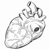 Heart Outline Human Drawing Anatomy Anatomical Tattoo Coloring Simple Pages Getdrawings sketch template