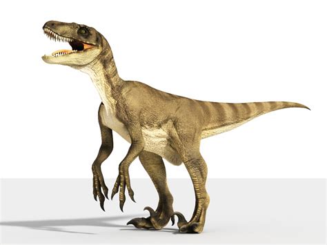 velociraptor facts size speed habitat fossils pictures