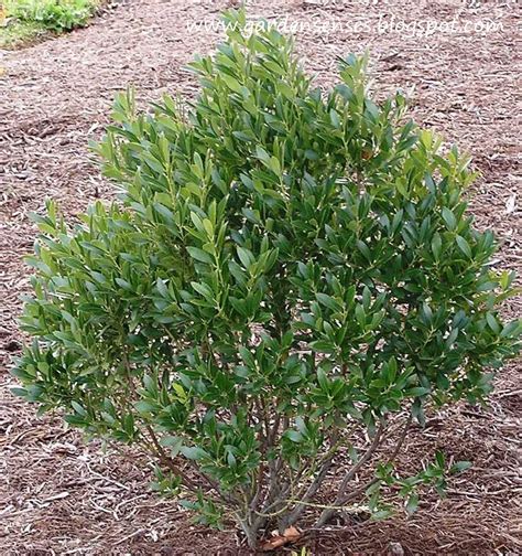 garden sense evergreen shrubs