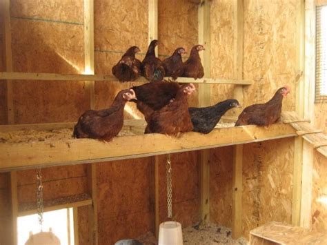 chickens chickens backyard chicken perches chicken roosts