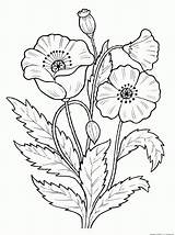 Fleur Colorier Imprimer Coloriage sketch template