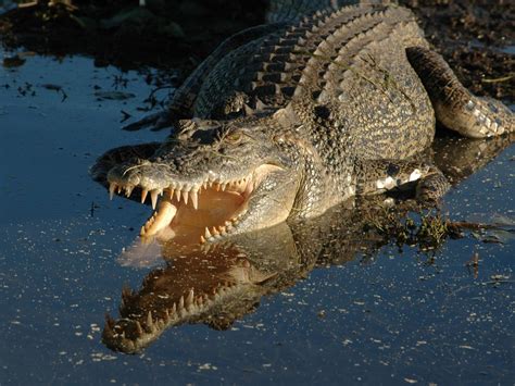 crocodile eats  year  boy alive  front   siblings