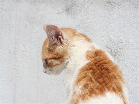 orange  white calico cat hd wallpaper wallpaper flare