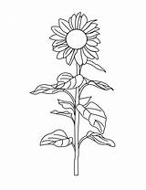 Sunflower Coloring Drawing Clipart Stem Library Pages sketch template