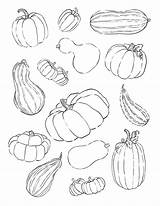 Squash Pumpkin Stickers Coloring Printable Emailed Cost Will sketch template