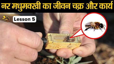 drone bee life cycle functions lesson  youtube