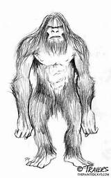 Bigfoot Sasquatch Drawing Sketch Drawings Yeti Google Sketches Animation Project Travers Pete Homo Sapiens Search Cartoons Sightings sketch template