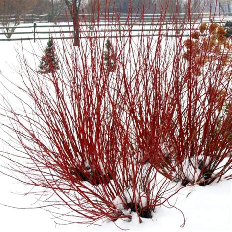 arctic fire red twig dogwood landscape design installation