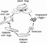Frog Rana Ciclo Cycle Frosch Lebenszyklus Frosches Entwicklung Colorare Erwachsenen Fasi Vita Entwicklungsstufen Kikker Malvorlagen Abfolge Phasen Av Grodan Amphibie sketch template