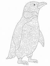 Pinguino Adulti Vettore Adults Illustration Coloritura sketch template
