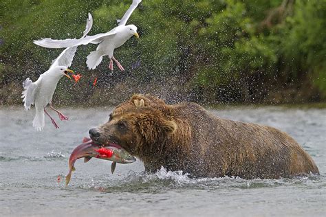 grizzly bear eating salmon photograph   watson pixels