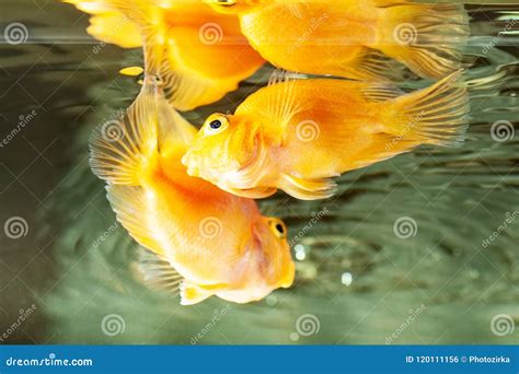parrot cichlids swimming  aquarium stock photo image  hobby glass