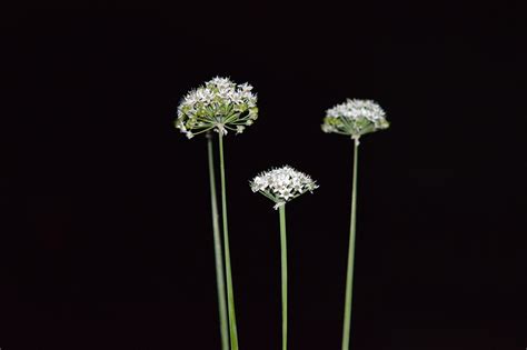 allium tuberosum cultivated efloraofindia
