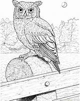 Owl Coloring Pages Great Horned Printable Realistic Color Drawing Birds Owls Eared Barn Long Supercoloring Coloringpages101 Flying Colouring Online Bird sketch template