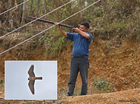 amur falcon shooting incident nagaland conservation india