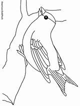 Coloring Pages Goldfinch Animals American Meadowlark Western Drawing Book Template Easily Print sketch template