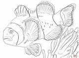 Clown Coloring Colouring Anemonefish Pages Creatures Underwater Tilapia Color Online Activities Fishes Print Click Super Template Supercoloring Kids Colour sketch template