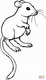 Coloring Rat Kangaroo Pages Rats Color Printable Supercoloring Clipart Drawing Mouse Silhouettes sketch template
