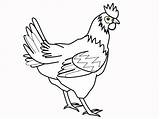 Chicken Coloring Pages Animal Cartoon Chickens Printable Names sketch template