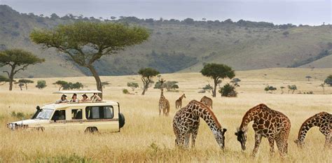 days   tanzania wildlife safari tanzania safaris