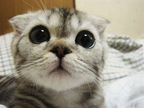 cute animal pics cute kitty cat  huge eyes