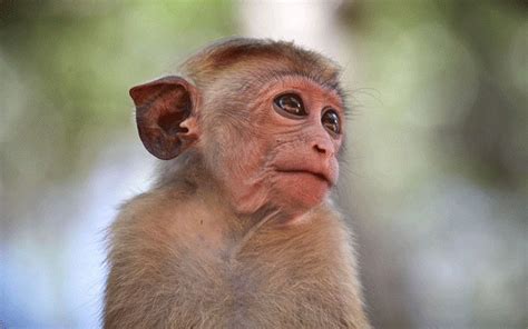 monkeys beat  stock market