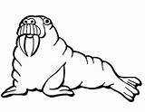Walrus Coloring Pages Printable Online Supercoloring Only Super Categories sketch template
