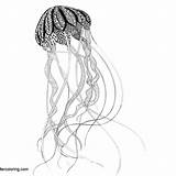 Jellyfish Creatures sketch template