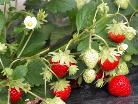 aardbeien plant je nu   het voorjaar landbouwleven