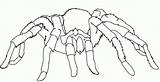 Coloring Tarantula Pages Easy Kids sketch template