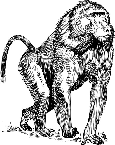 ape coloring pages