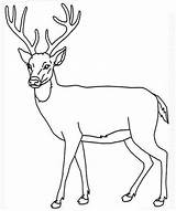 Deer Easy Drawing Buck Drawings Skull Getdrawings sketch template