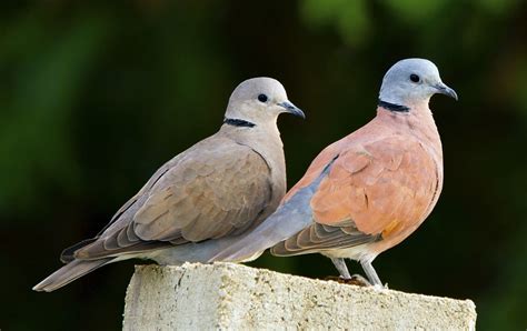 red collared dove female lt male rt streptopelia  flickr