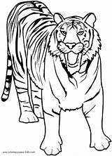 Lion Tiger Coloring Pages Color Getcolorings sketch template