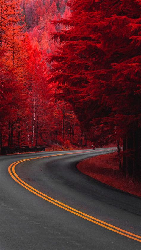 pine red trees road  ultra hd mobile wallpaper