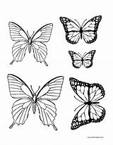 Butterfly Drawing Millennialboss sketch template