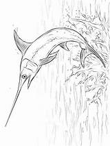 Zwaardvis Ausmalbilder Swordfish Kleurplaten sketch template