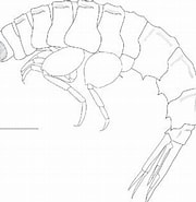 Afbeeldingsresultaten voor "oxycephalus Clausi". Grootte: 180 x 185. Bron: www.researchgate.net