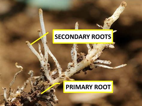 roots work functions structure  human  owlcation