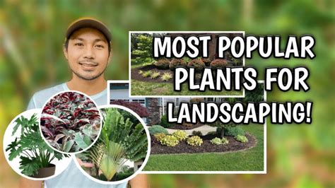 popular plants  landscaping gardeninbloomcom