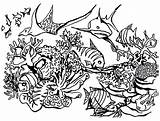 Reef Coral Coloring Pages Fish Great Barrier Drawing Ocean Ecosystem Predators Gathering Reefs Getdrawings Draw sketch template